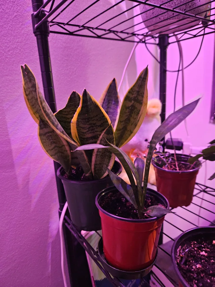 Snake Plant & other succulents thumbnail