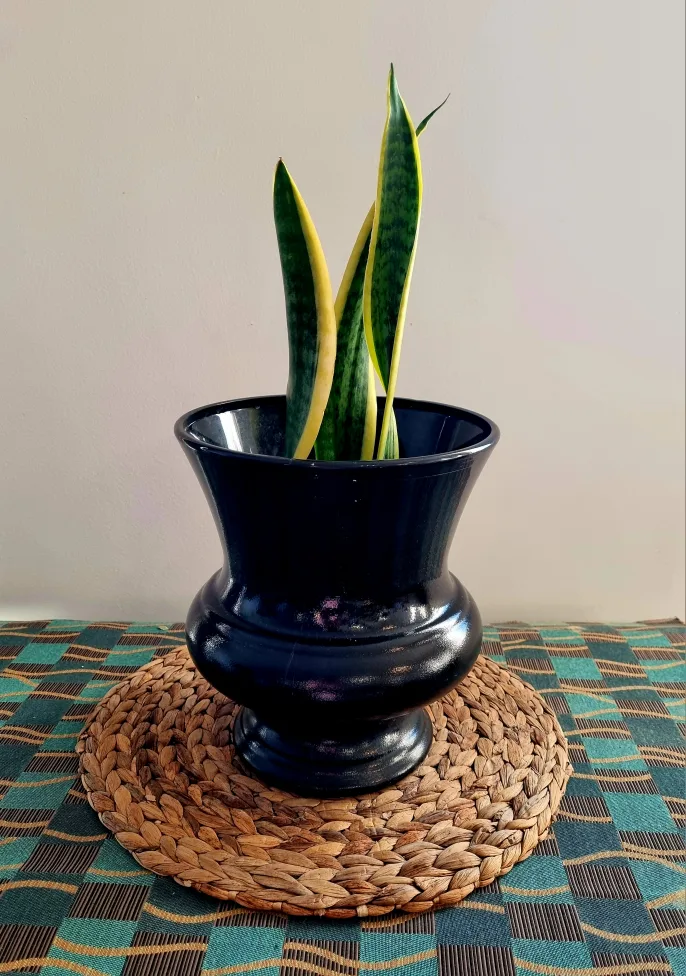 snake plant yellow trimmed varieties thumbnail