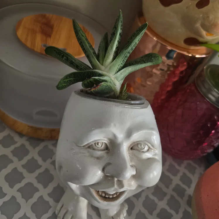 Unique Face Planter with Succulent image indicator(3)