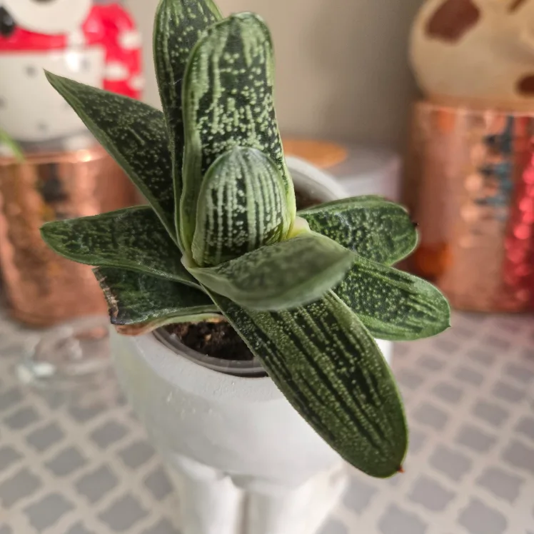 Unique Face Planter with Succulent image indicator(5)