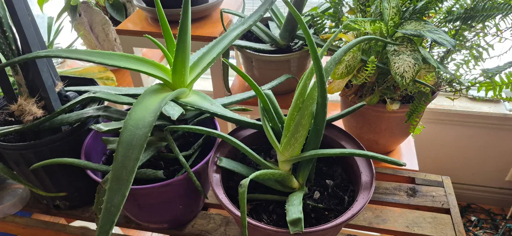 Healthy Aloe Vera Plant image indicator(4)
