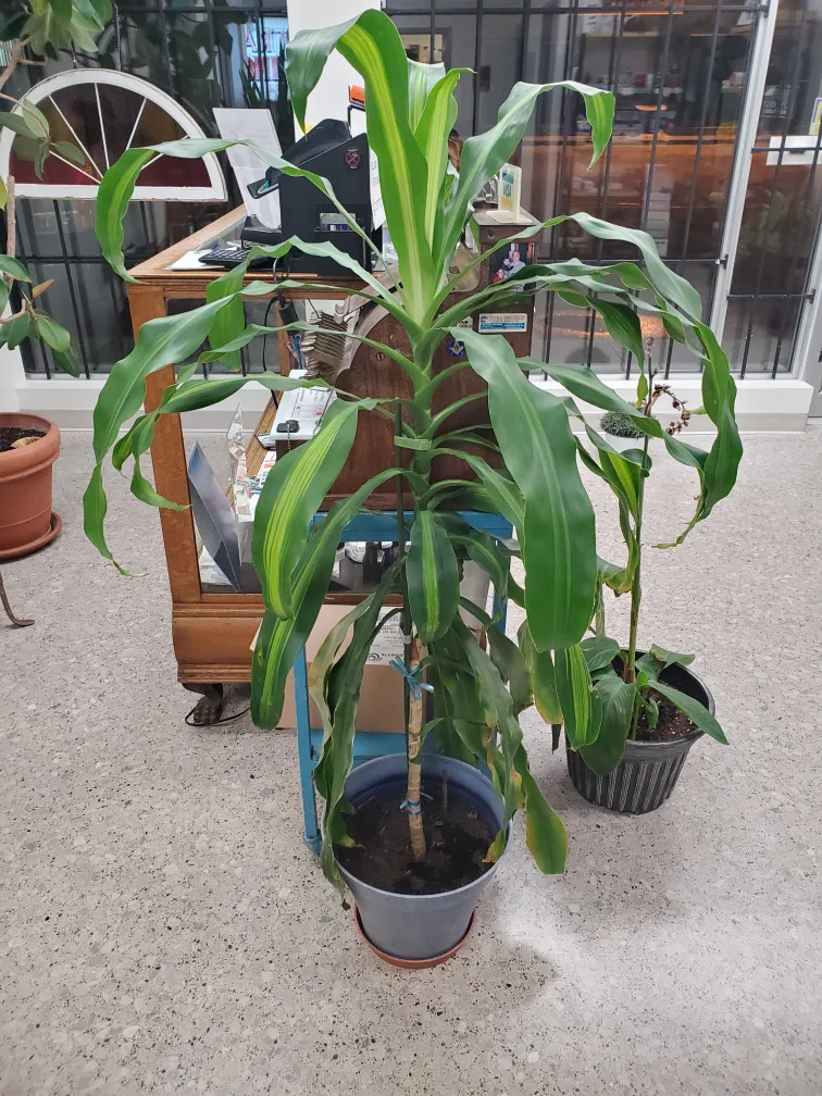 Dracaena Plant image indicator(2)