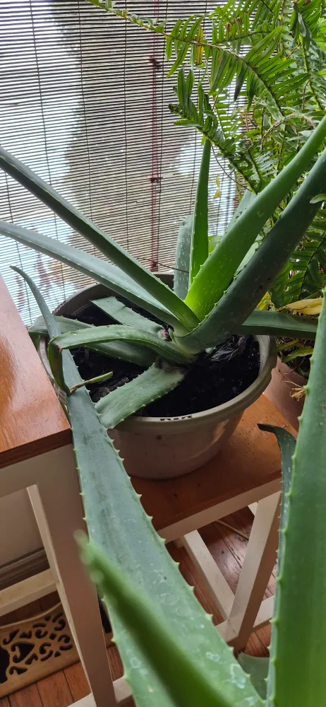 Healthy Aloe Vera Plant image indicator(2)