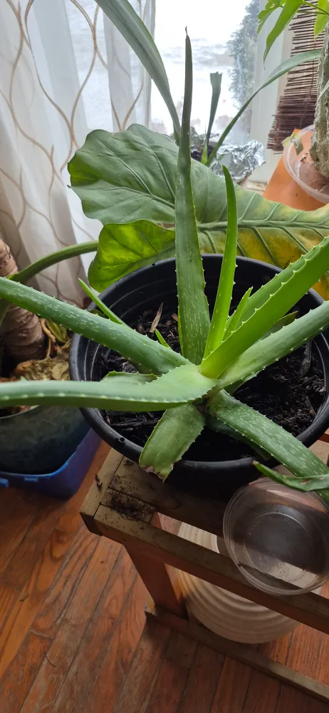 Healthy Aloe Vera Plant image indicator(3)