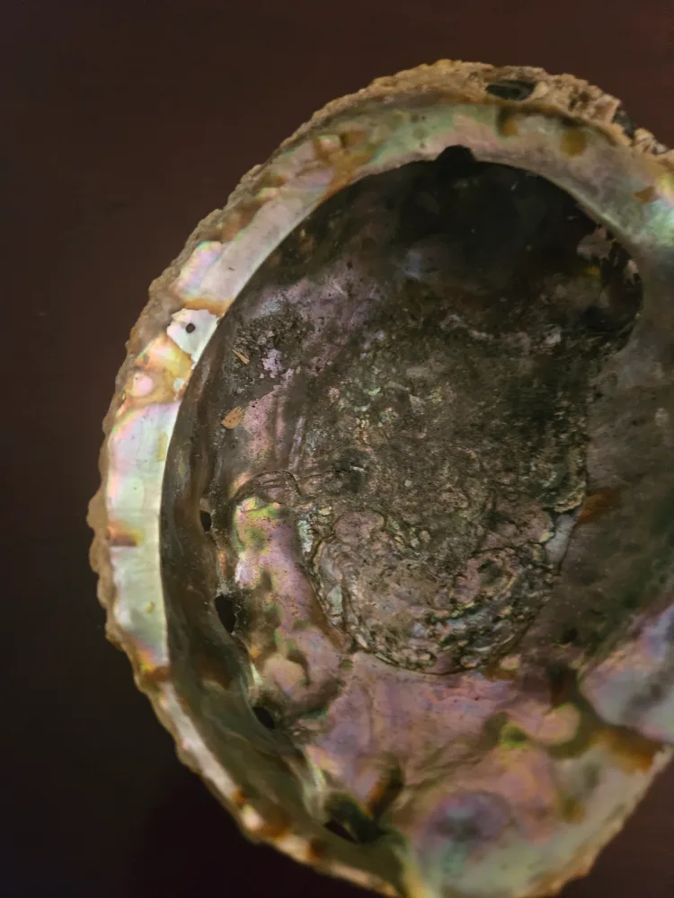 Unique abalone shell bowl image indicator(2)