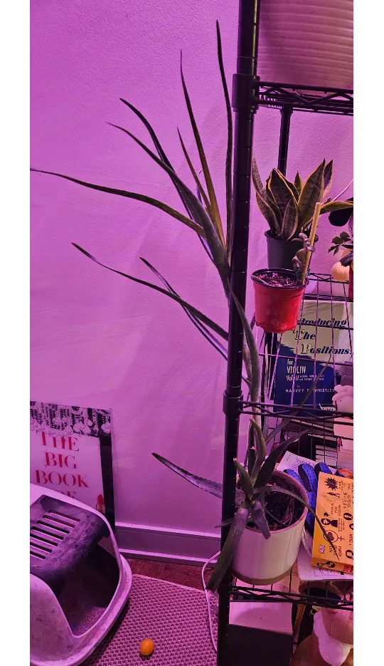 Huge Aloe Vera plant thumbnail