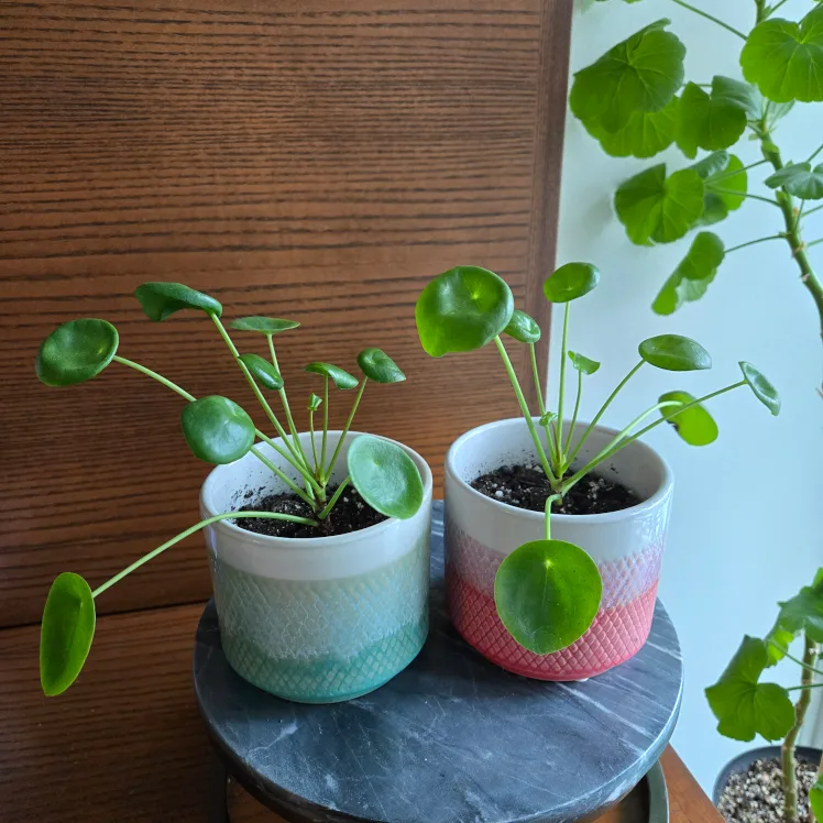 Pair of Pilea (Chinese Money Plants) in cute pots - 2 for $20 thumbnail