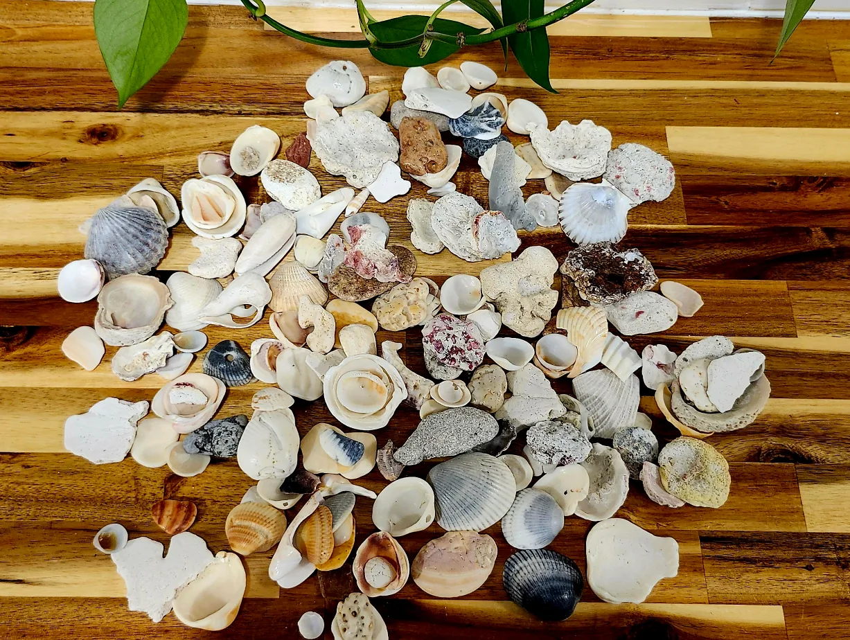 Large Collection of Seashells and Multicolor thumbnail