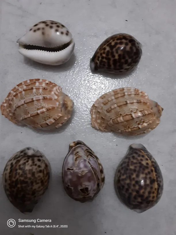 SEA SHELLS - 7 for $4 for decoration, for aquariums...... image indicator(2)