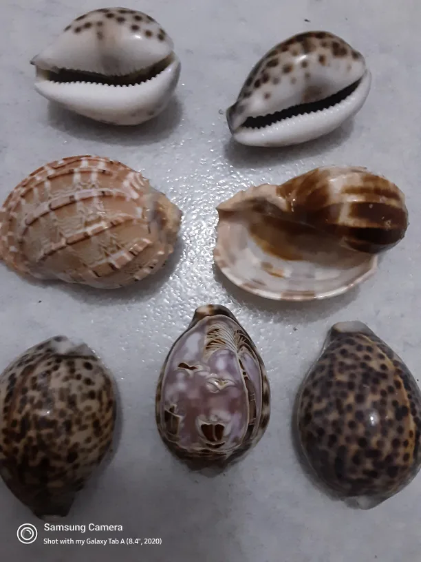 SEA SHELLS - 7 for $4 for decoration, for aquariums...... image indicator(3)