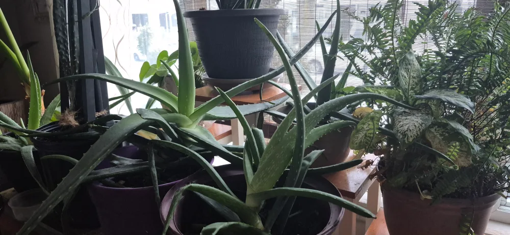 Healthy Aloe Vera Plant image indicator(5)