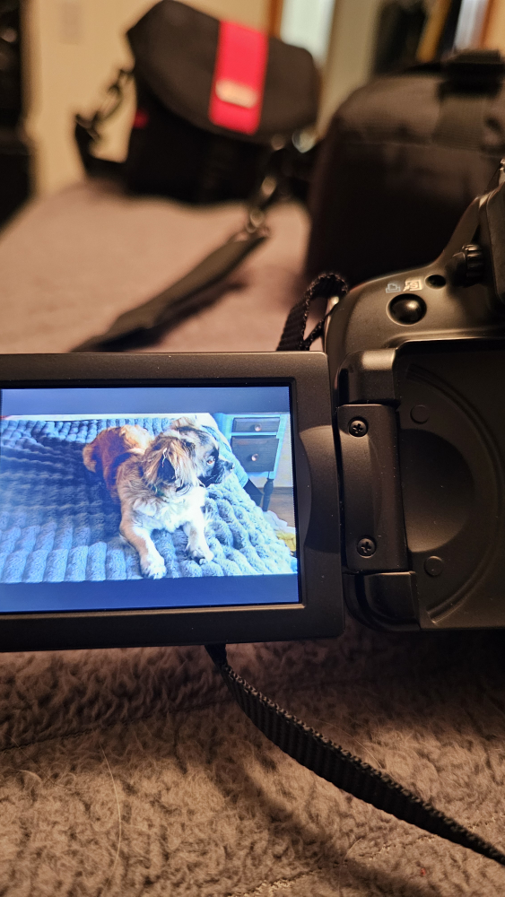 Canon PowerShot SX20 IS Digital Camera - photo 5