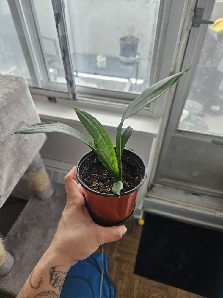 Snake Plant in Pot