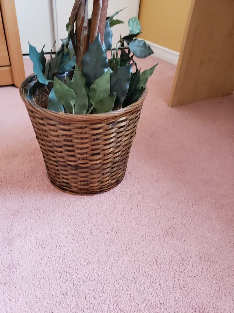 Artificial Ficus Tree in Woven Basket image indicator(2)