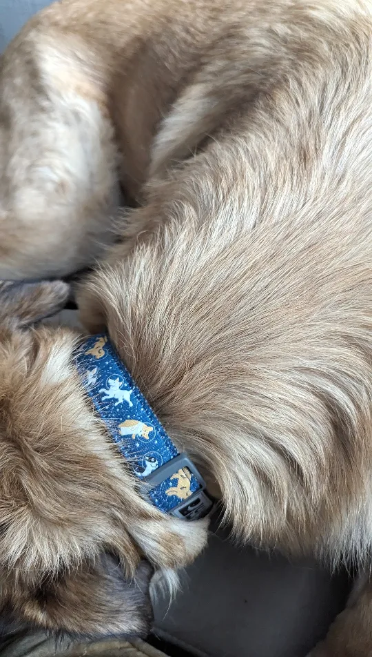 🥕 RC Pets Dog Collar - Medium, Blue Space Dogs Design image indicator(2)