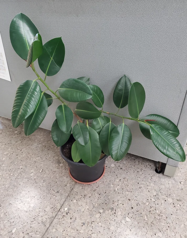 Rubber Tree Plant image indicator(2)