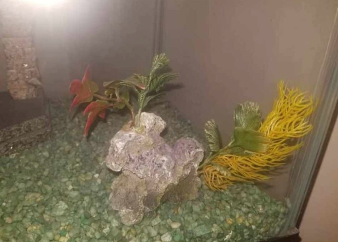 Fish Tank with Stand and Decorations - photo 2