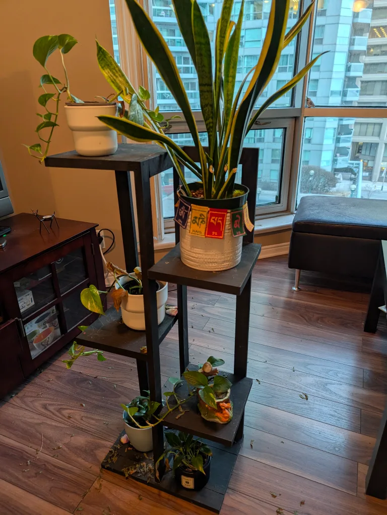 ❗MOVEOUT SALE❗Four-tier black wooden plant stand image indicator(2)