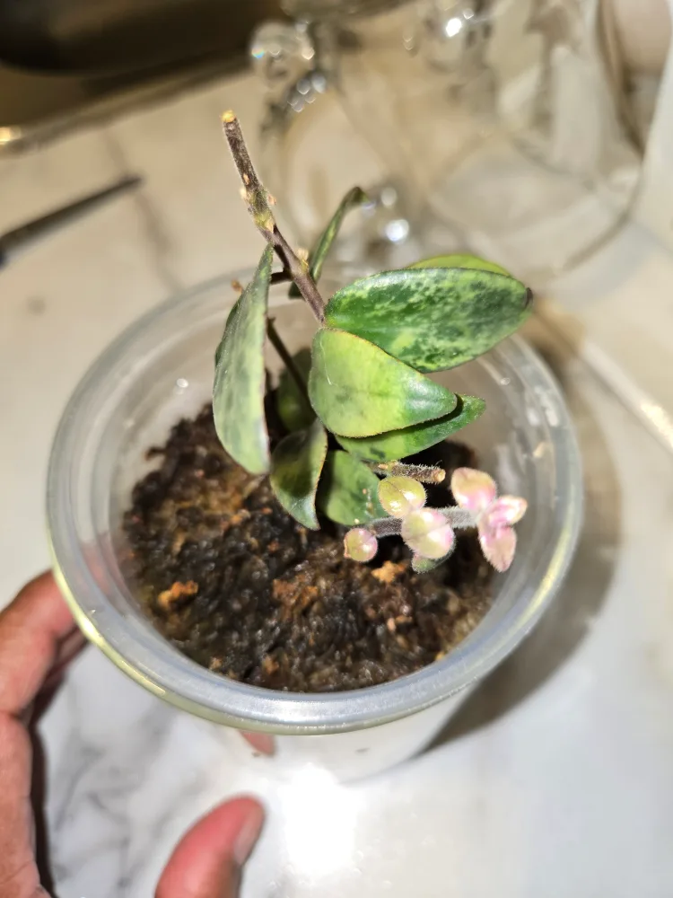 Variegated Lipstick plant SMALL✨️🌿💄 image indicator(4)