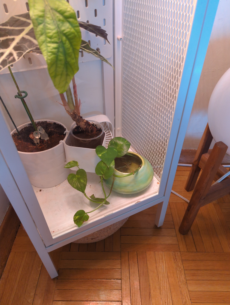 **FREE** Pothos ivy, devil's ivy. Golden Pothos Plant - photo 2