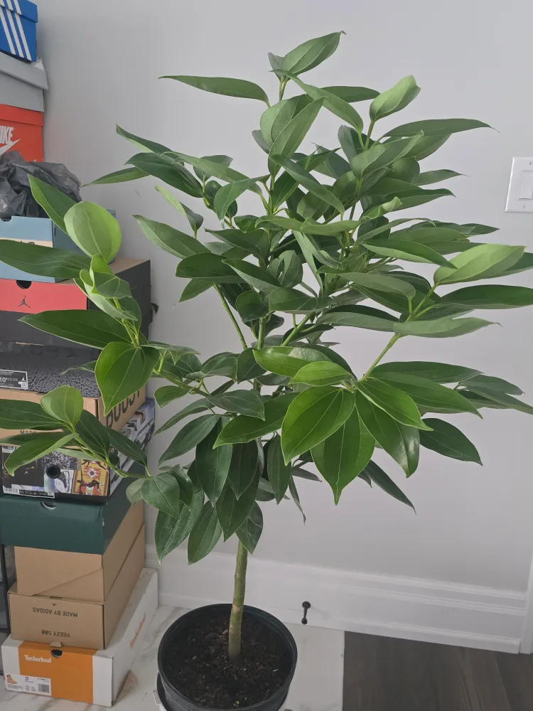 Healthy Cinnamon Plant 10"pot.  almost 5feet image indicator(5)