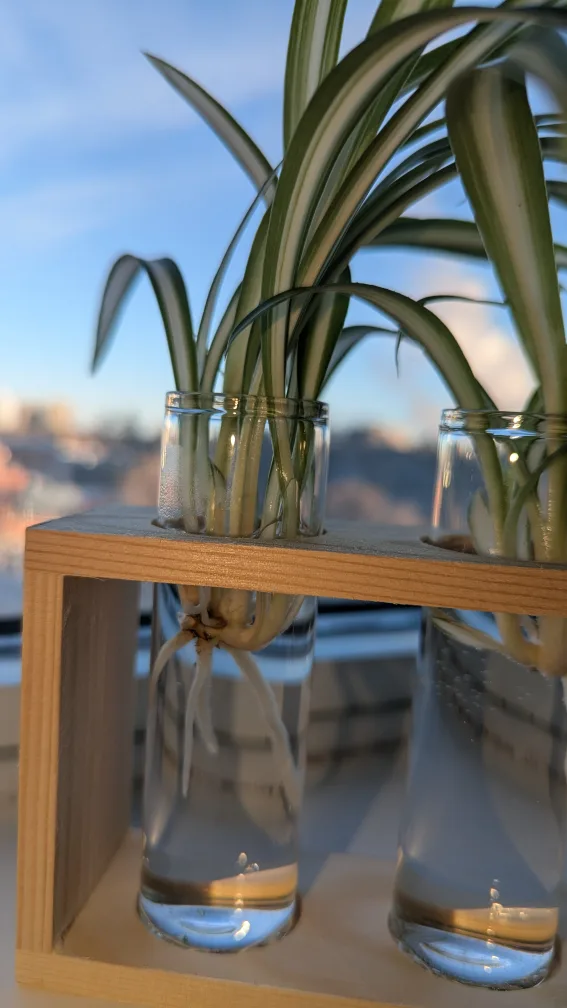 Spider Plant in Propagation Station image indicator(2)
