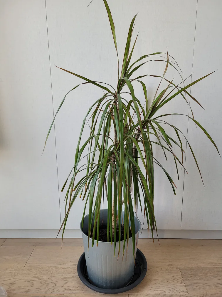 Indoor Plant image indicator(2)