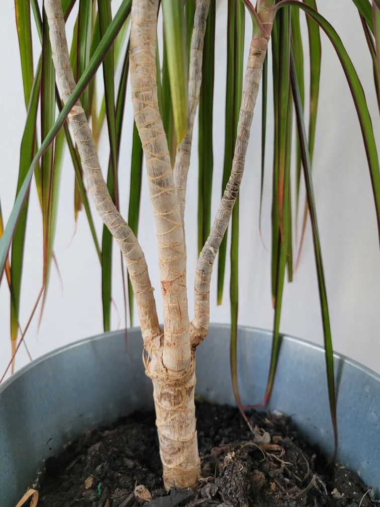 Indoor Plant image indicator(3)