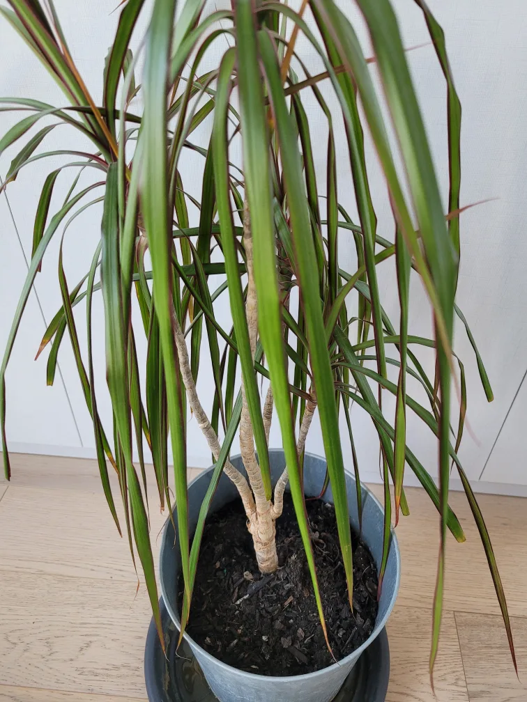 Indoor Plant image indicator(4)