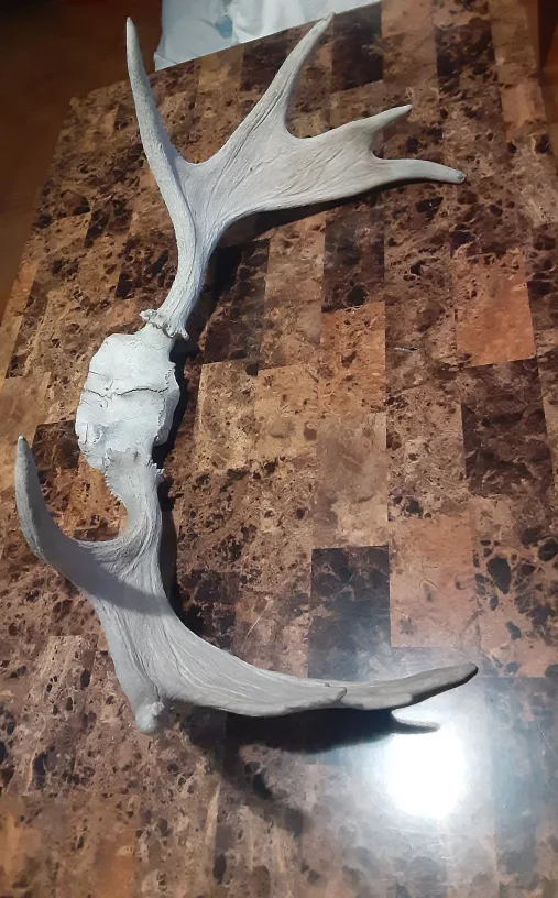 Moose Antlers with Skull Plate image indicator(2)