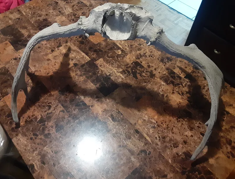 Moose Antlers with Skull Plate image indicator(3)