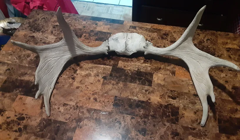 Moose Antlers with Skull Plate image indicator(6)