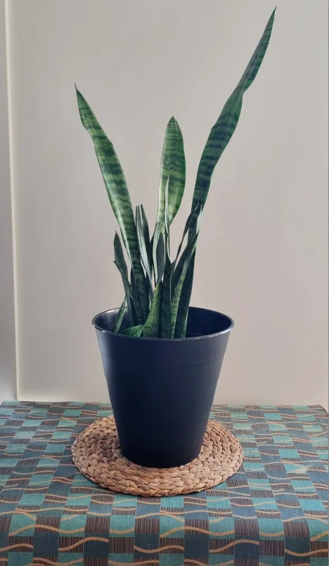 snake plant thumbnail