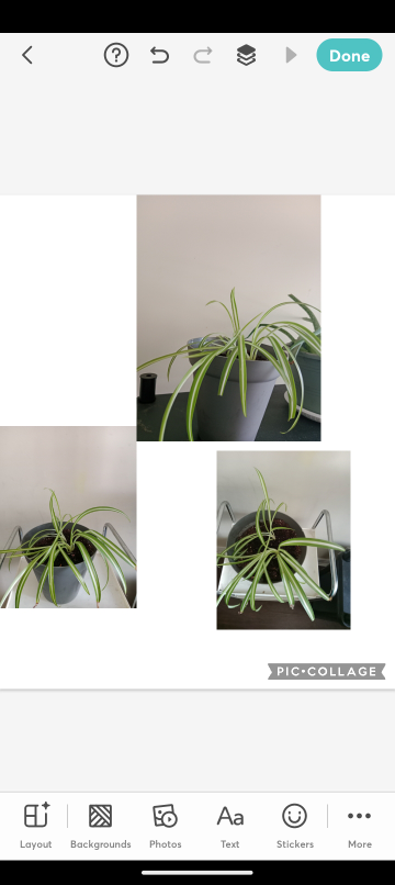 Both Healthy Aloe Vera Plant and spider plant - photo 2