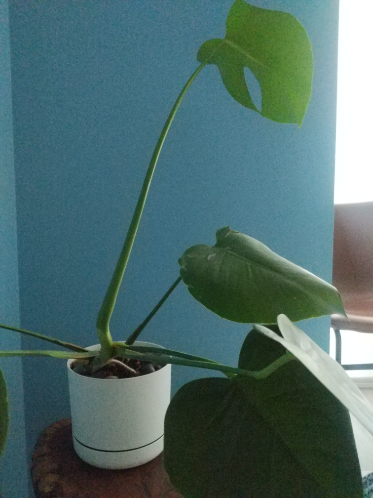 Monstera deliciosa plant - photo 2