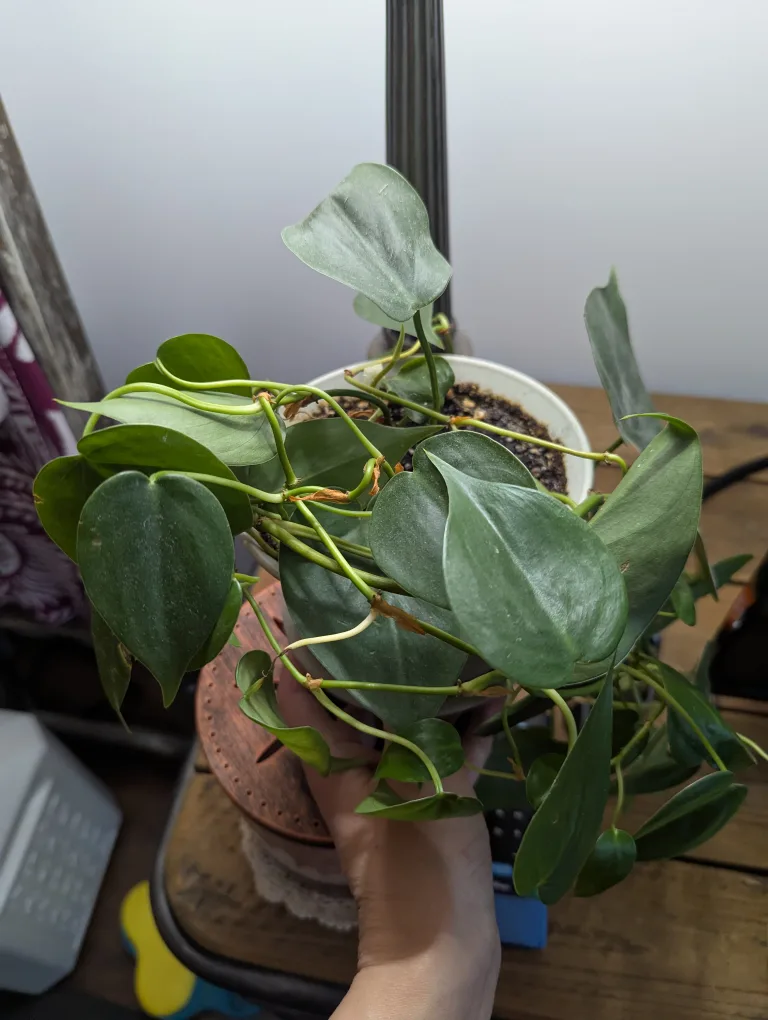 Heart leaf Philodendron thumbnail