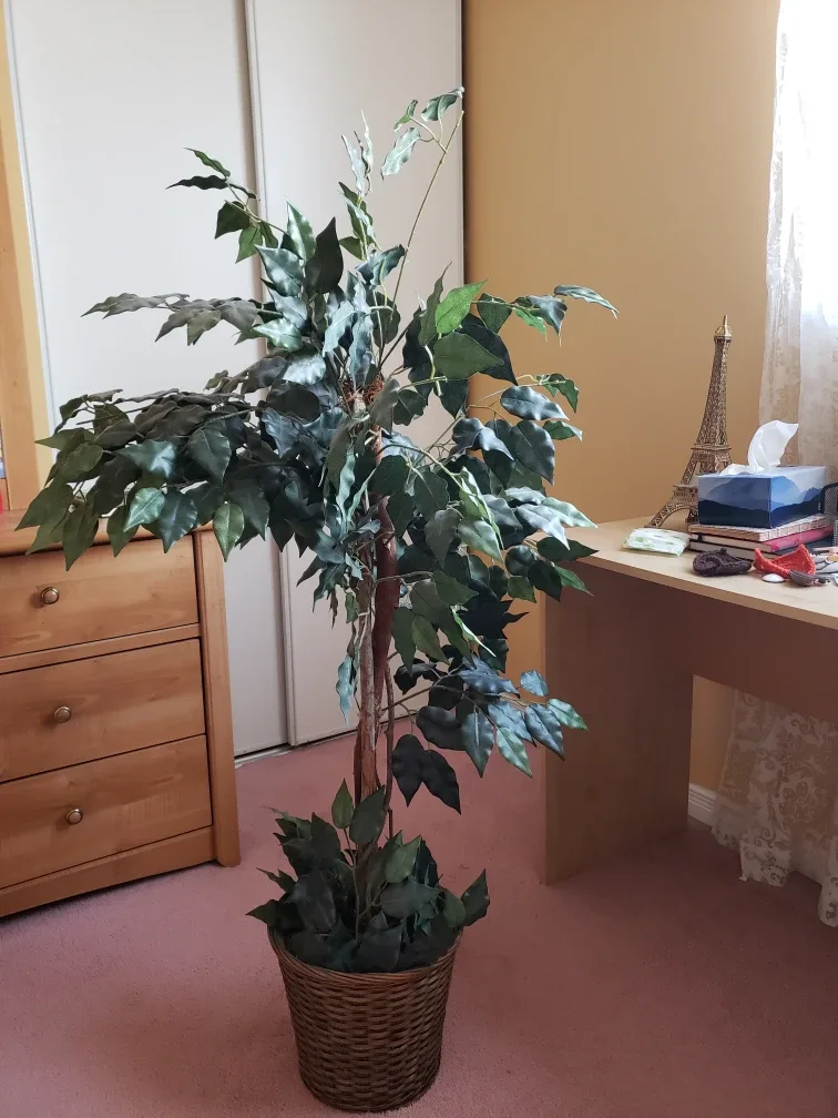 Artificial Ficus Tree in Woven Basket image indicator(4)