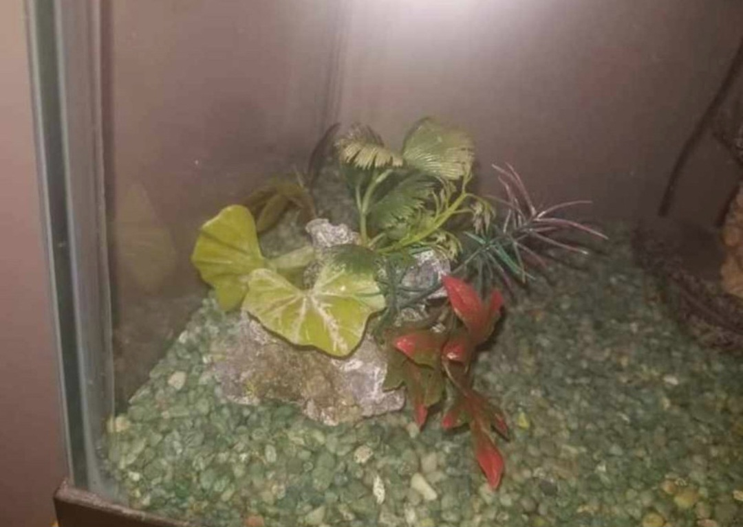 Fish Tank with Stand and Decorations - photo 3