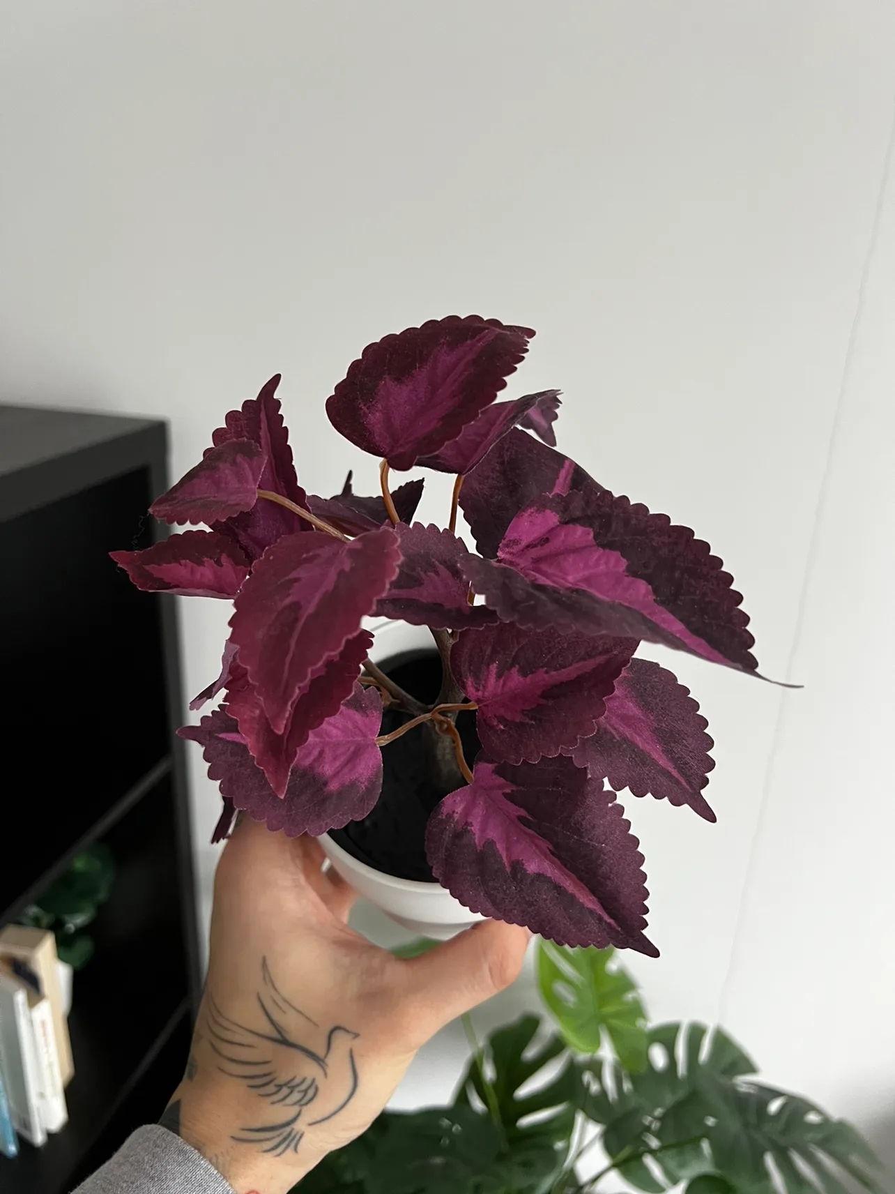 Artificial plant 5/5 image indicator(2)