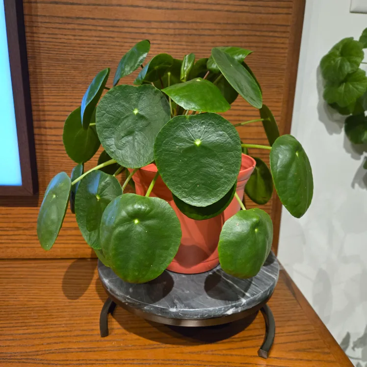 Pilea (Money Plant) with Pot 🌱🪴 thumbnail