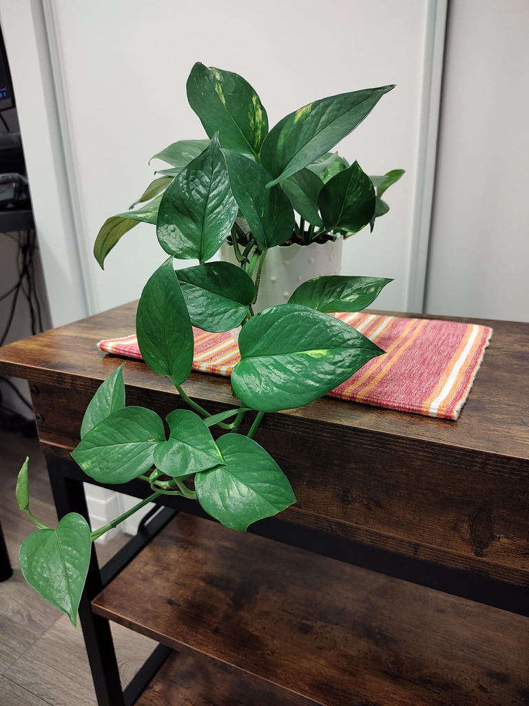 Natural Pothos Plant in White Pot