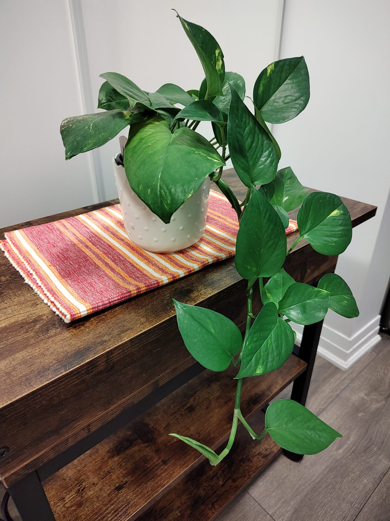Natural Pothos Plant in White Pot - photo 2
