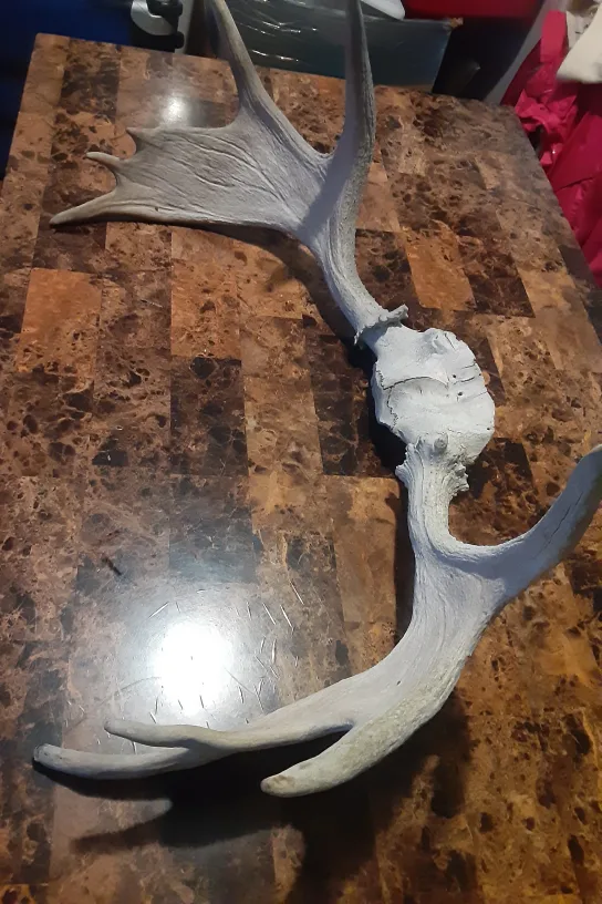 Moose Antlers with Skull Plate image indicator(4)