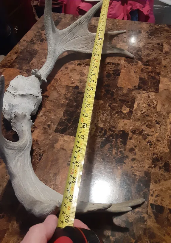 Moose Antlers with Skull Plate image indicator(5)