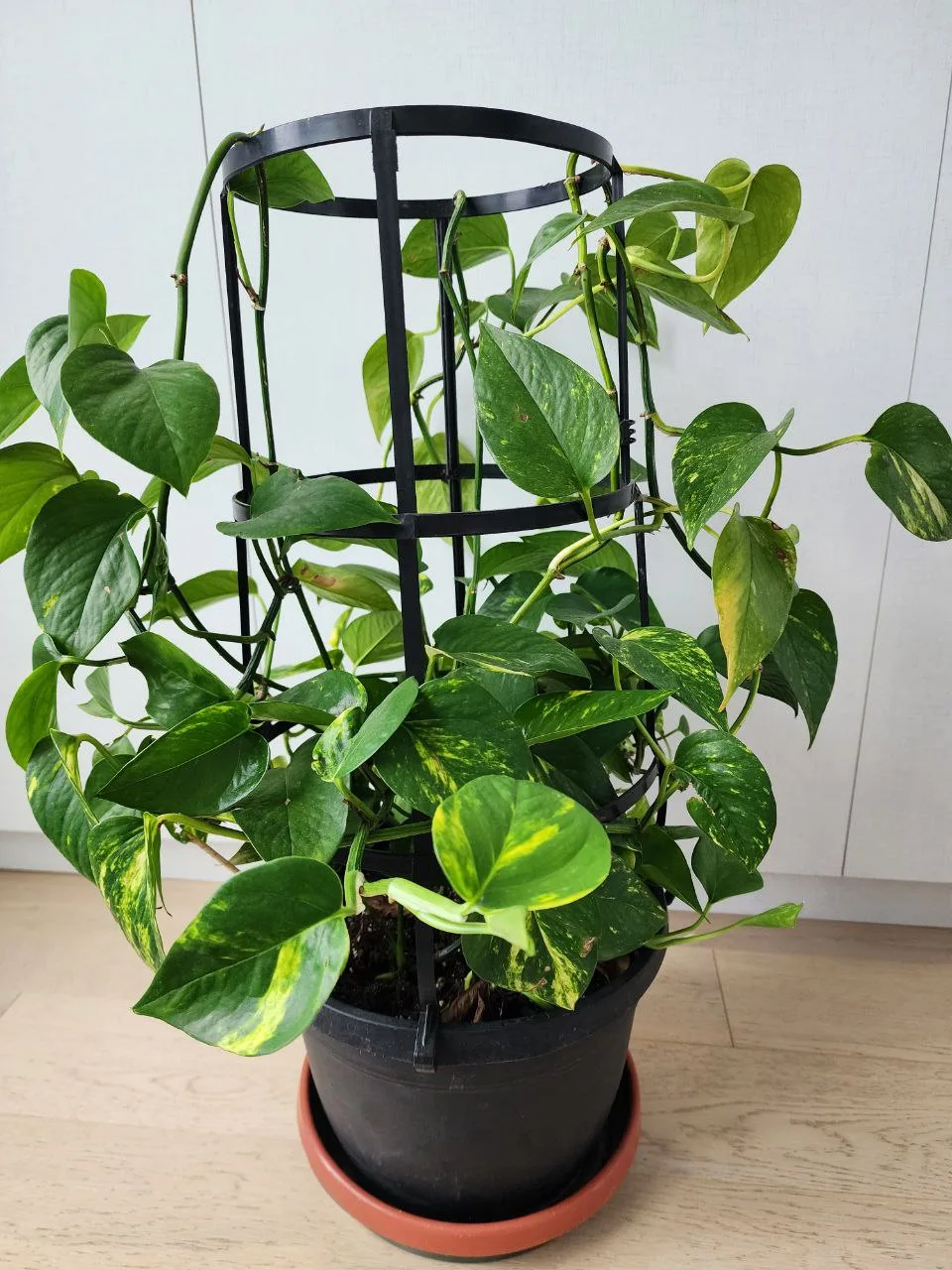 Large pathos image indicator(3)