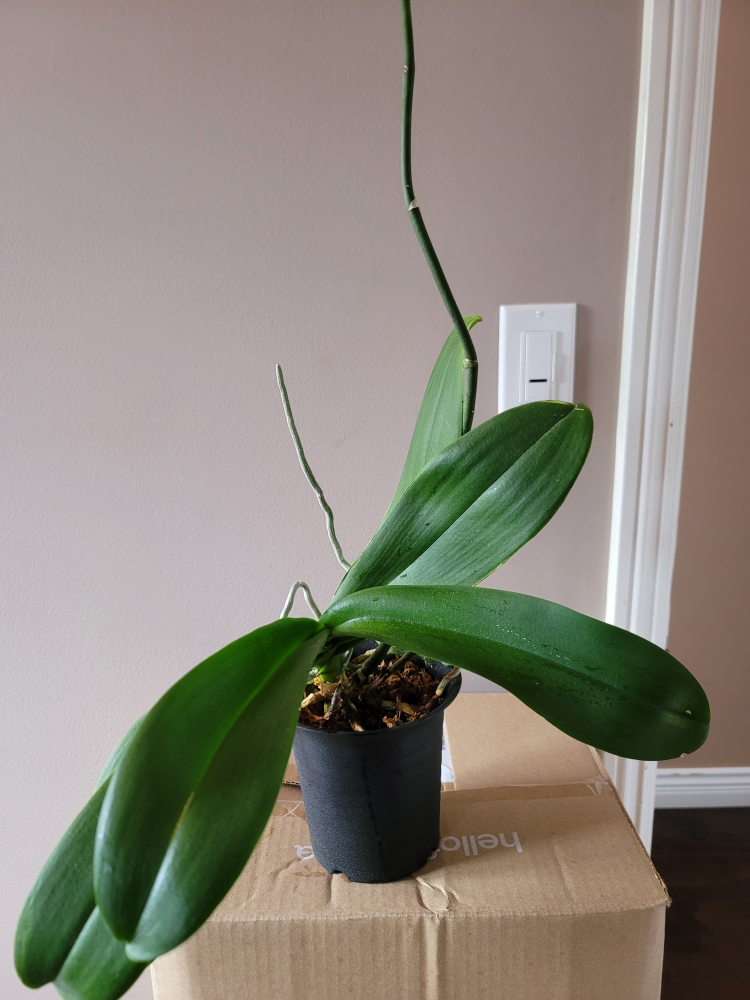 Orchid Plant