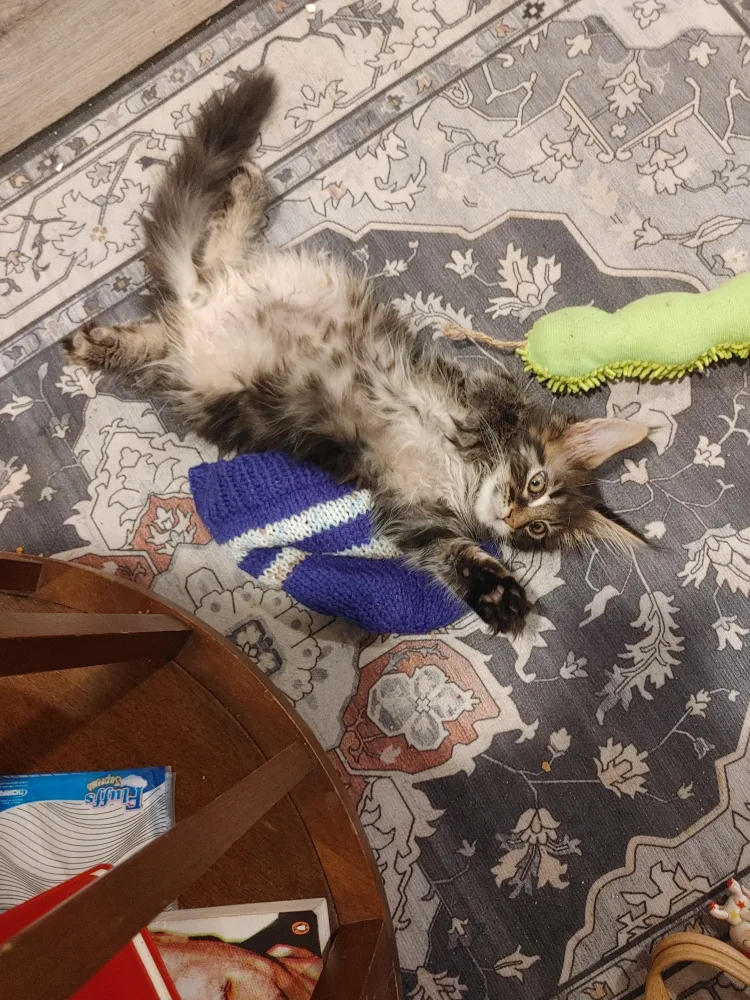 brand new dish drainer image indicator(5)