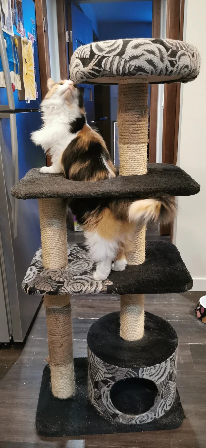 Cat Tree Condo