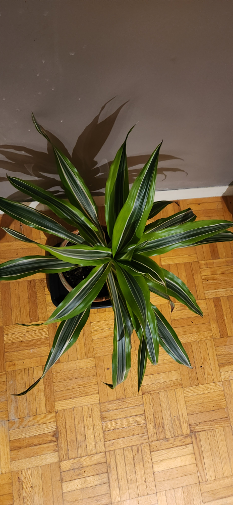 Dracaena marginata plant in terracotta pot - photo 2