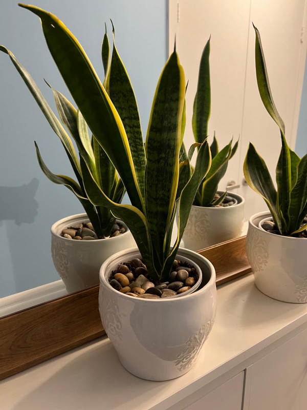 Snake Plant in White Pot - photo 2